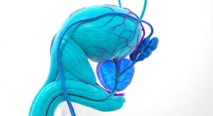 3D medical illustration of a prostate gland and bladder showing anatomical relationship